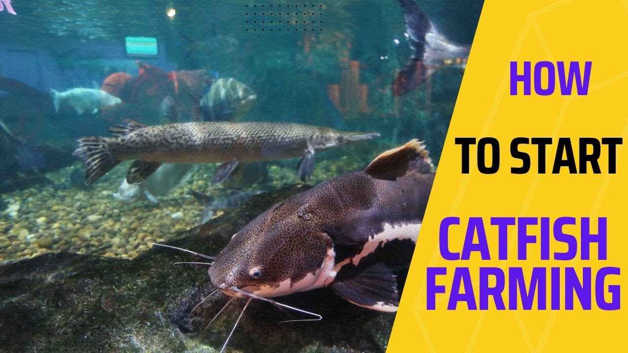 How to Start a Catfish Fishery YouTube