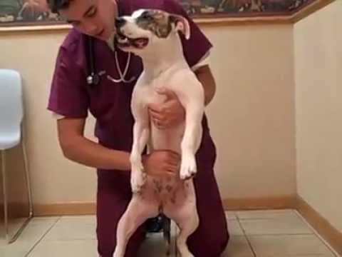 Video: Hoe U Die Heimlich-maneuver Vir Honde Kan Uitvoer As U Hond Verstik