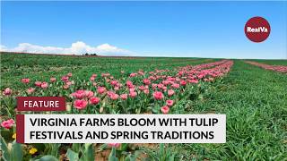 Virginia Farms Bloom with Tulip Festivals and Spring Traditions