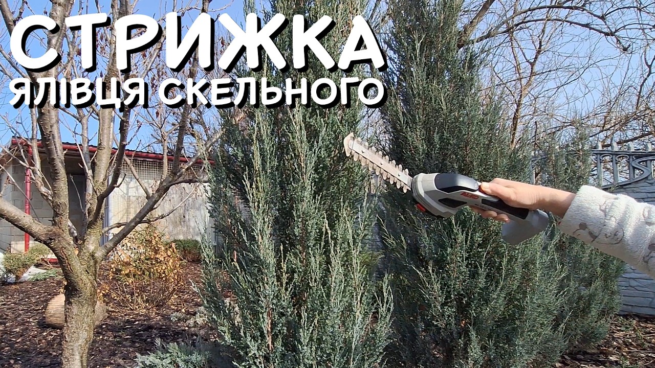 СТРИЖКА ЯЛІВЦЯ СКЕЛЬНОГО BLUE ARROW 🌲