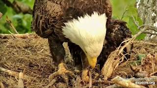 Decorah Eagles 5 18 23, 7 25 HM delivers fish, feeds DH2, good feeding, grabby