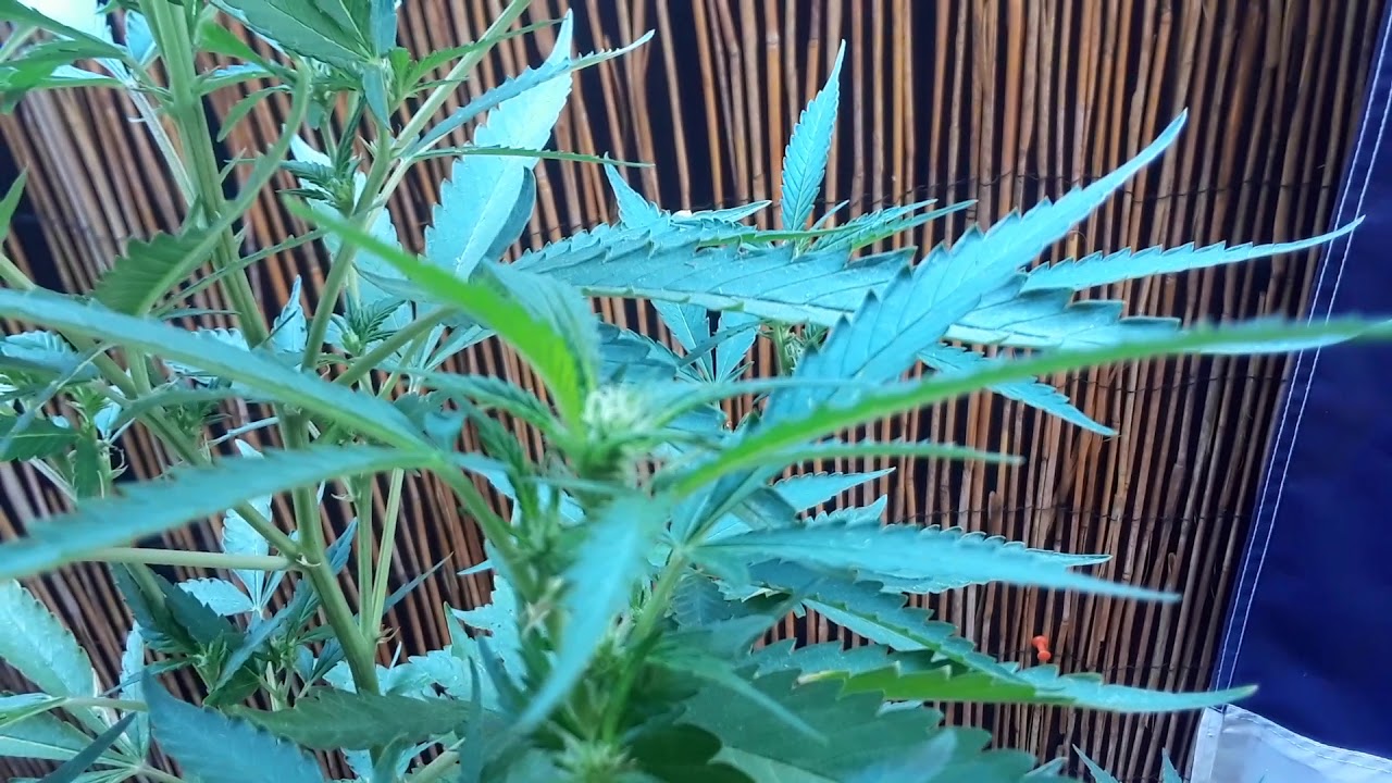 Obadiah's Garden | Seed & Decal Giveaway! | July 31st 2019