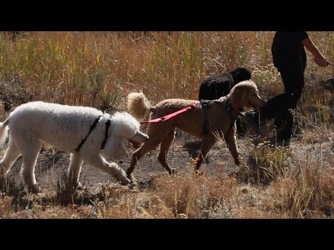 Video: Blind Dog mācās saskarties ar viņas bailēm, pateicoties viņas īpašajām vajadzībām māsa