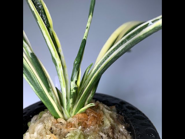 地球宝　羅紗　万年青　オモト　おもと　観葉植物　送料込み 万年青おもと】伝説のオモト！地球宝！流れるような図模様の宮村性