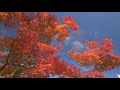 鍬山神社の紅葉 色づき始めも美しい