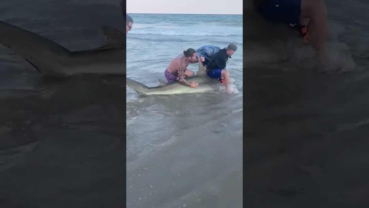 Surf City 11-foot Hammerhead