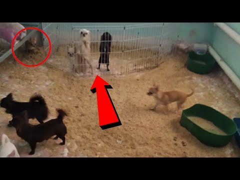 Video: Sådan lukker du en gøende hund