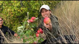 Vào Rừng Tìm Nấm Tùng Nhung - Hái Táo , Lê , Hạt Dẻ  Rừng Ở Canada