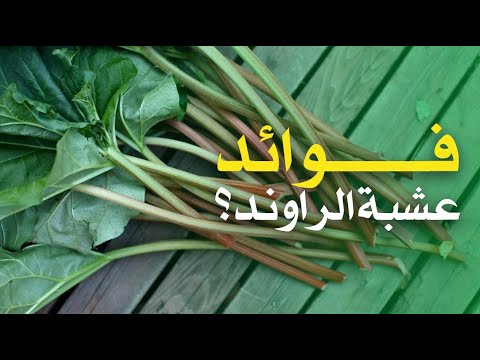 ما هي فوائد عشبة الراوند