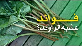 ما هي فوائد عشبة الراوند ؟