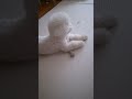 준비운동하는 이유#미니비숑#강아지