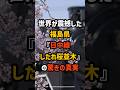【海外の反応】世界が震撼した福島県「日中線しだれ桜」の驚きの真実