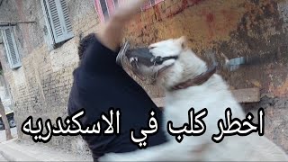 روحت لاخطر كلب في الاسكندريه# 😡شمس# الكلب اتعلق في صاحبى والشارع اتفرج عليه وكان