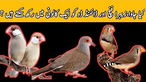 Zebra Finch | Java Sparrow | Diamond Dove | Colony Breeding | Aviary Breeding | Mini Zoo