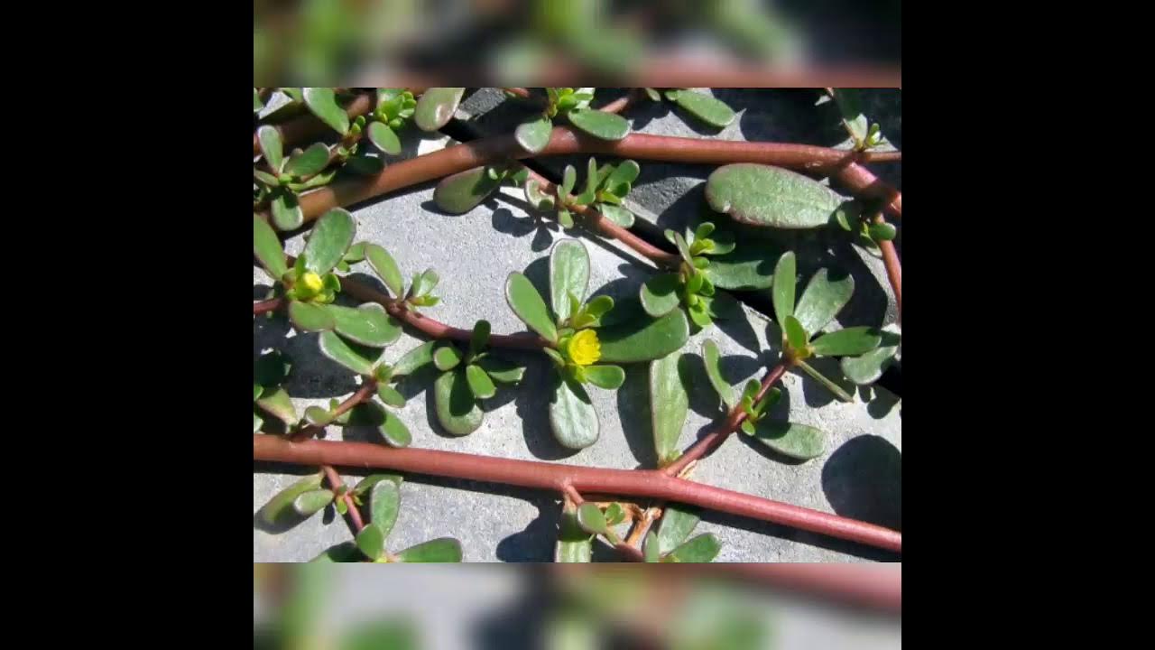 Xotinim va dostim bilan MFM pornosini tomosha qiling Uchrashuvdan keyin u uzoq vaqt opdi va siqdi, sekin yechindi va jinsiy aloqada boldi.