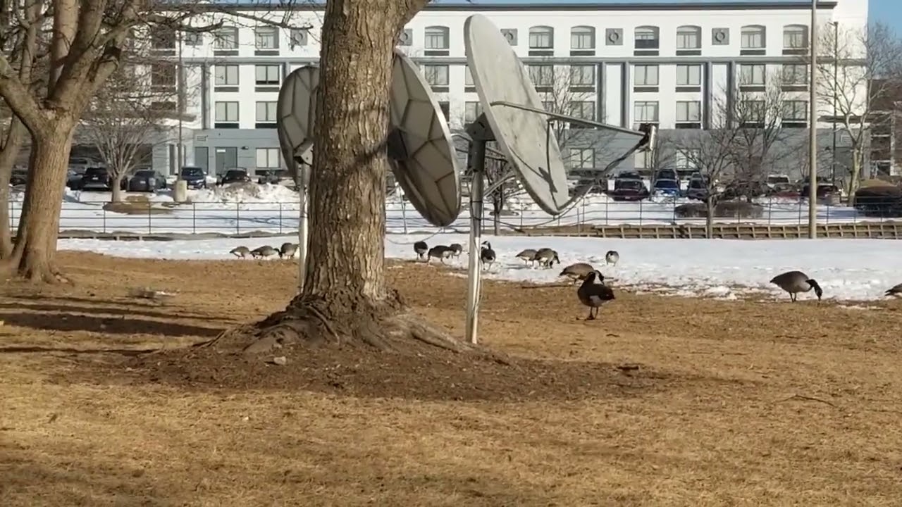 Canadian Geese Chantilly  Virginia 13 Feb