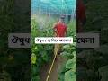 ঔষধ স্প্রে নিয়ে ঝামেলা #shorts #ytshorts #youtubeshorts #kuwait #abdali #green #house #viral #dance