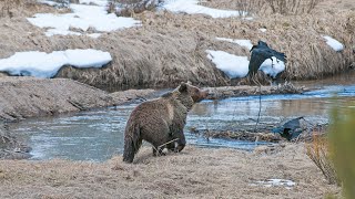 A Grizzly Bear and a Wolf Working to Defend a Carcass. Looks like the bear might have the upper paw.