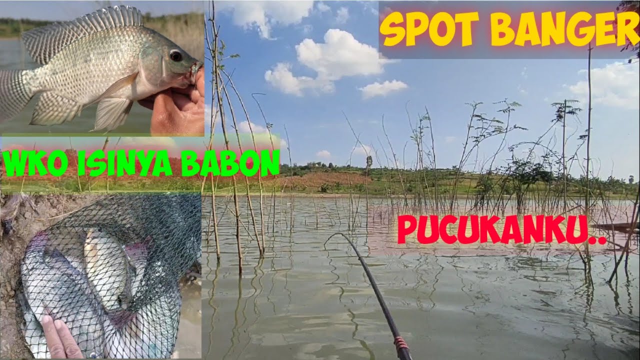 WKO spot banger isinya babon❗tegek sampai blusuk Klampis❗mancing nyobok 