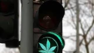 Vezyetim Ela Halim Bombadi Resimi