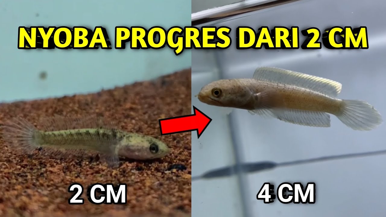 SINGLE TANK DARI 2 CM!! | Progres Channa Limbata Dari 2 cm
