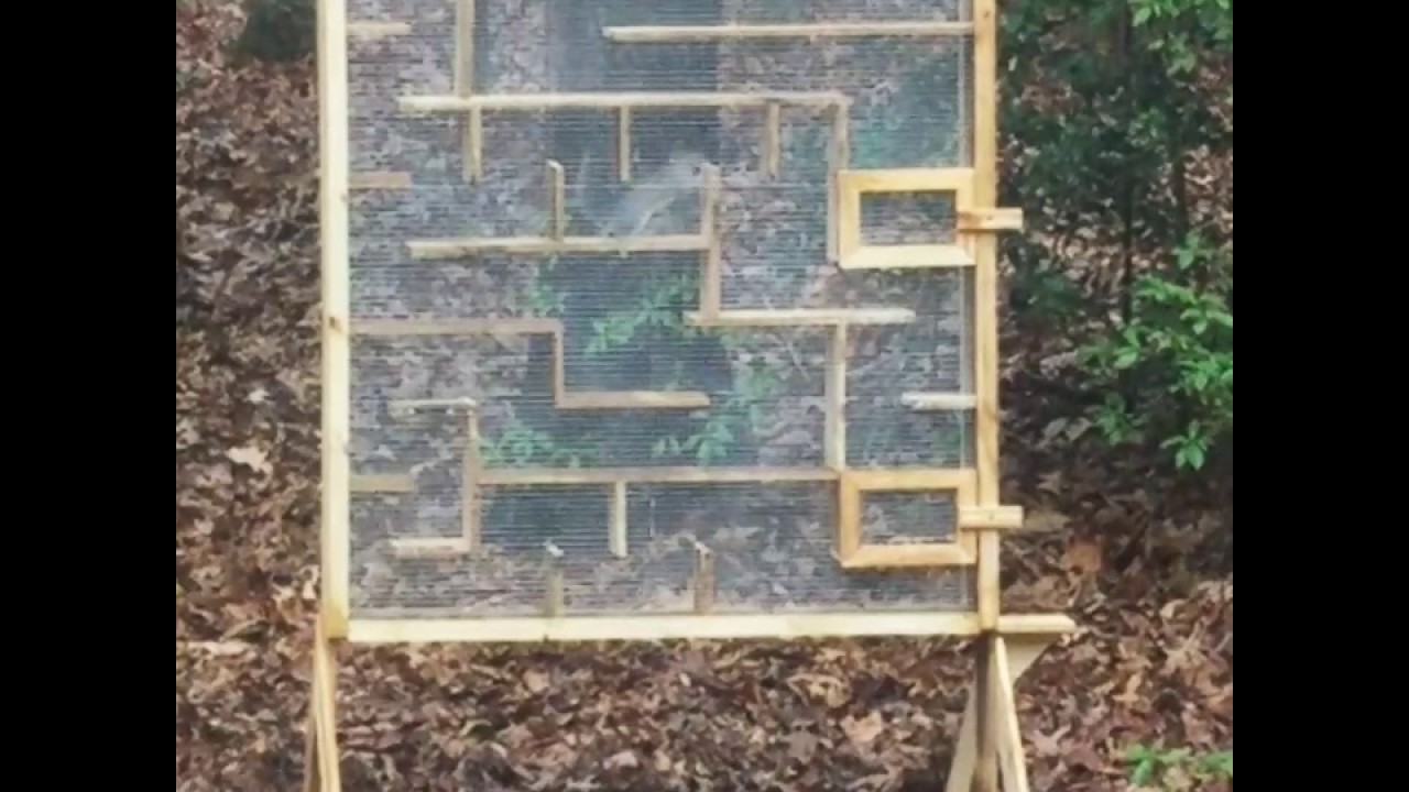 Squirrel Maze Youtube