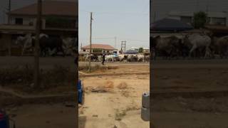 The streets of Kumasi have turned to cows traffic