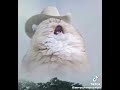 ROOTBEERH NOOOOOO #funnycat #shorts #rootbeer