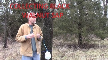 Collecting Black Walnut Sap for Syrup