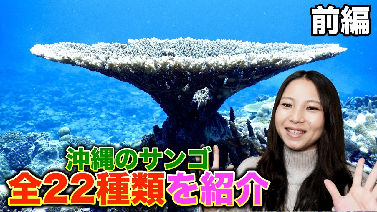 南国沖縄のサンゴ mqdefault.jpg