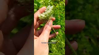 Queen Anne's Lace vs Yarrow