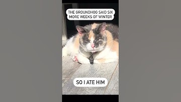 Groundhog Day Meme #shorts Funny Cat Memes #calicocat Funny Cats #groundhogday #funnycats