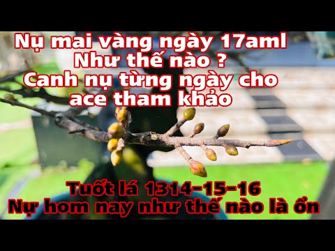 nụ mai vàng ngày 17aml như thế nào ?