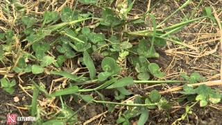 Download Lagu Clover Pros and Cons MP3