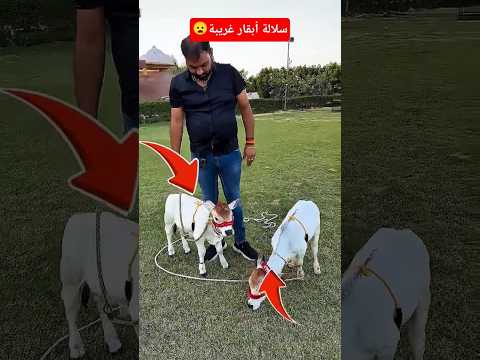 ماذا لو أخبرتك أن هذه العجول في الواقع أبقار بالغة