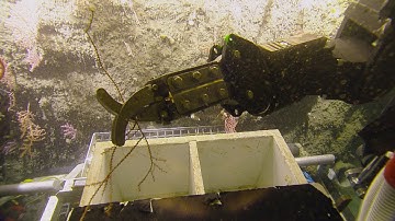 From Ship to Shore: Processing Biological Samples | Nautilus Live