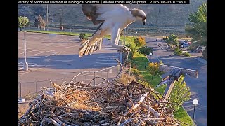 Hellgate Canyon Ospreys 2025 ~ Mystery Male And A Stick, Aug 03, 2025