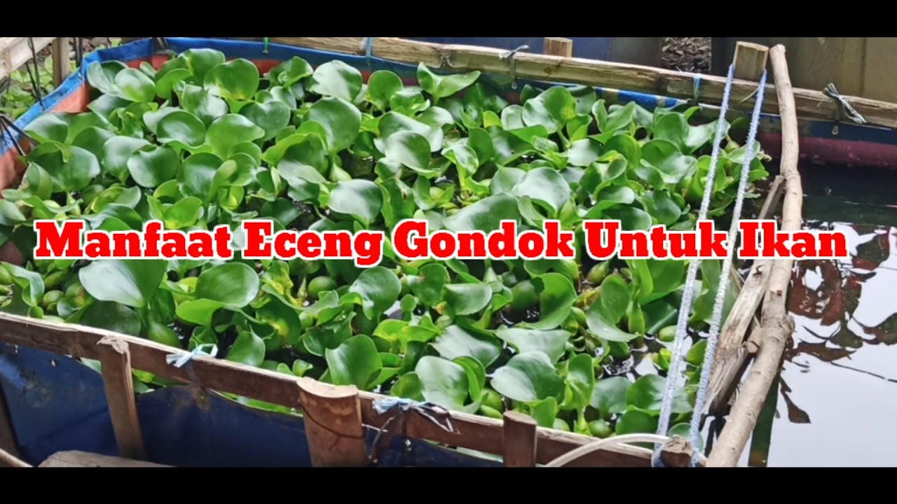 manfaat-eceng-gondok-untuk-ikan-nila-youtube