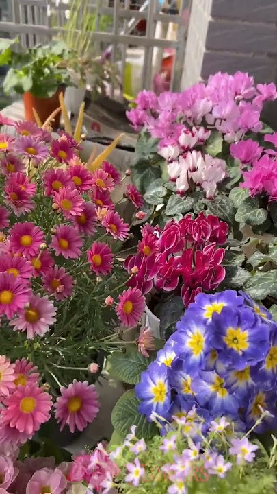 Download lagu Bunga Bunga Cantik | Beautifull Flower in the Garden | Beautifull Flowers #flowers #garden #fypシ