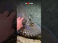 Camouflage Fish Disappears Instantly Looks Like Rock