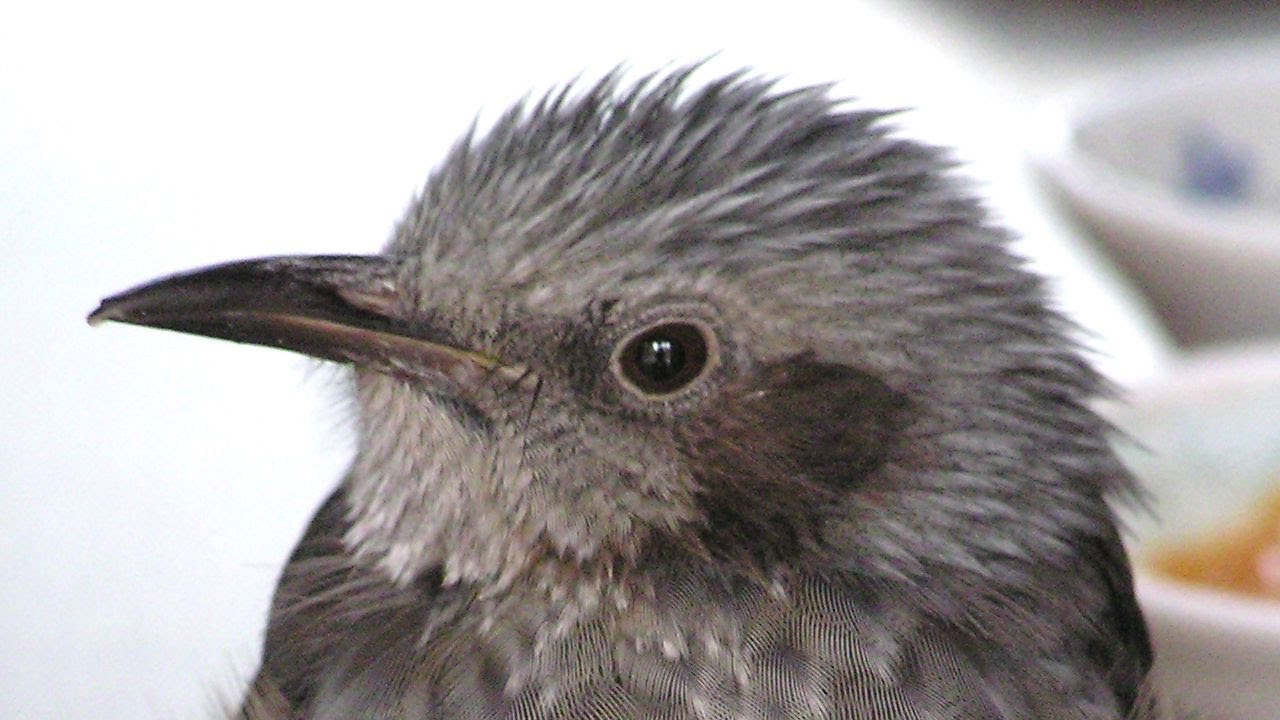 かわいい鳥たち ヒヨドリのヒー 06 飛びたくない鳥 Cute Birds Birds That Do Not Want To Fly Youtube