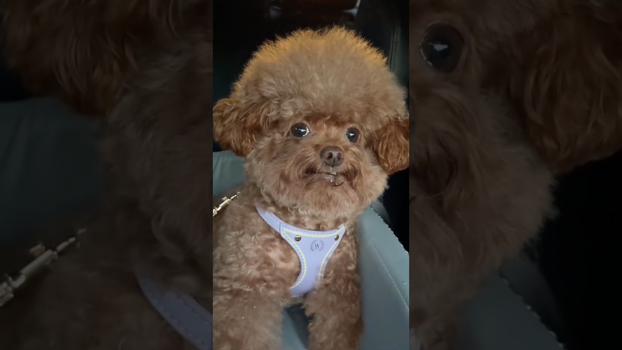 Cute puppy ❤️ #かわいい犬 #anjingcomel #สุนัขน่ารัก#cutedogph #chóđángyêu #anjinglucu #cachorrofofo