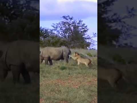 Hippocampus k Sath panga lena pad gya bhari #hippo #lion #biganimals #hippopotamus