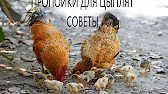 Птицеводство и не только. Александр Завялов.