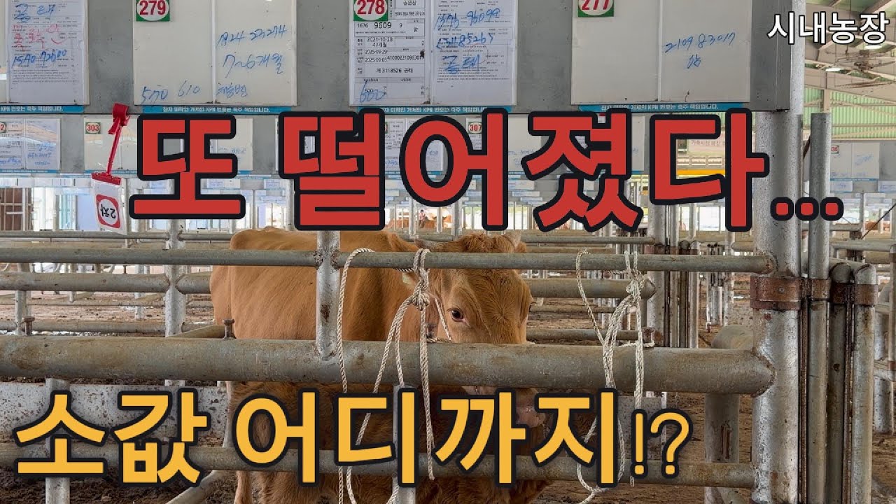 뉴스는 소값 30% 올랐다는데…소가격은 떨어져가고, 비싸면 안 팔린다｜시내농장