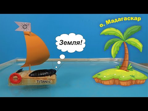 Опасные приключения мадагаскарского Таракана на плоту!