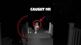 Dinosaurs caught on camera. #animals #shorts