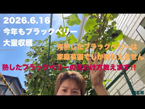 野生黑莓の栽培方法、初心者でもできる超簡単３つのステップ