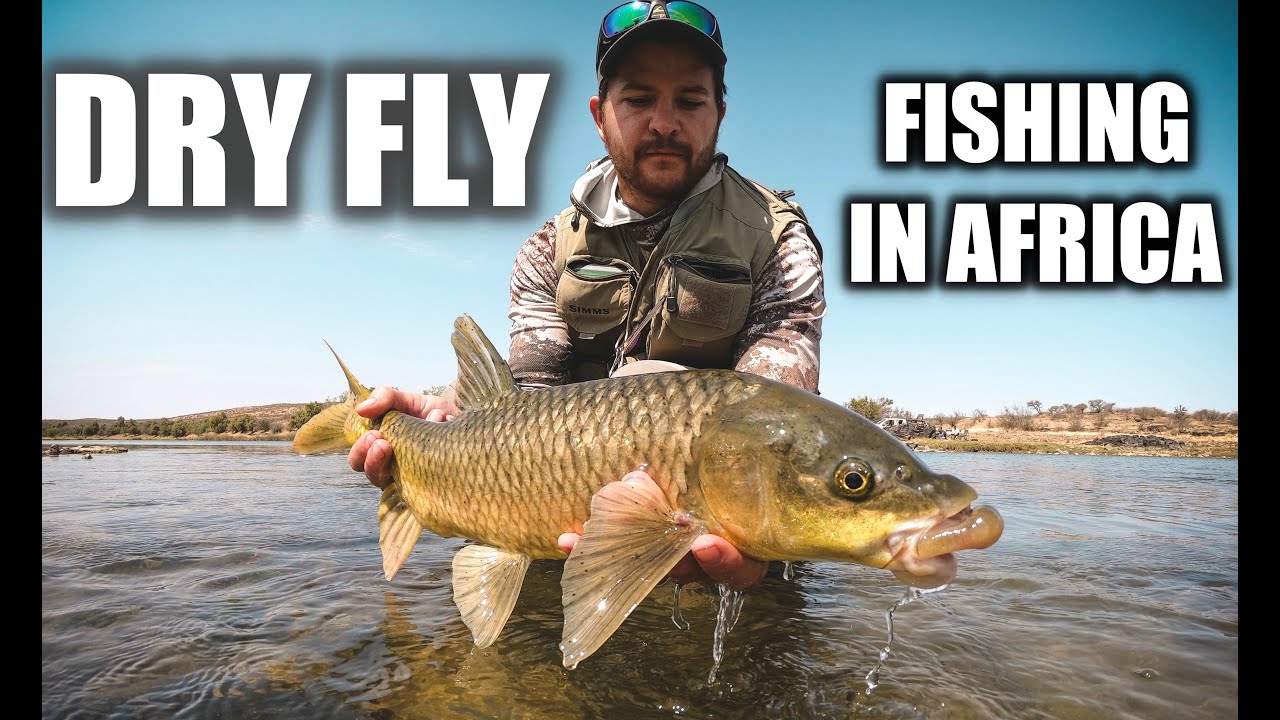 Dry fly fishing for yellowish in Africa The Diamond River a short