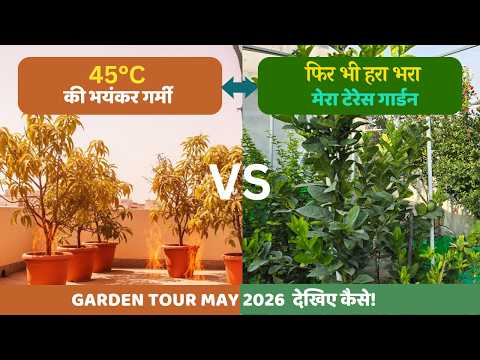 45°C की गर्मी में भी हरा-भरा रहा मेरा टेरेस गार्डन | Summer Garden Tour & Plant Update May 2026